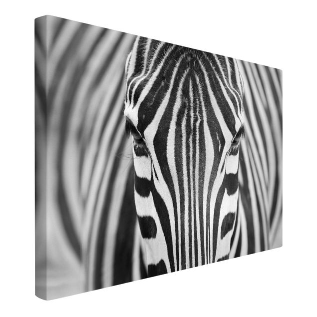 Obrazy zwierzęta Zebra Look