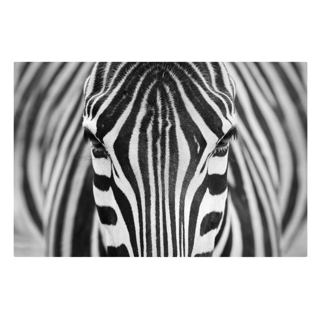Obrazy Afryka Zebra Look