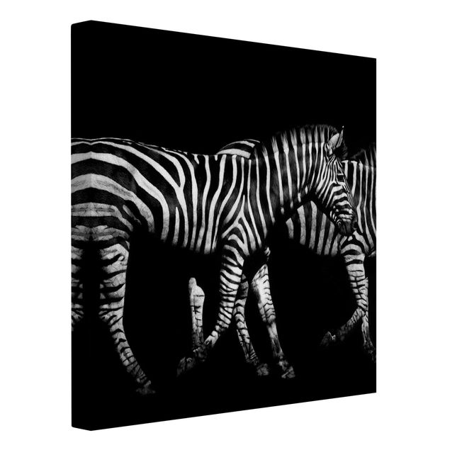 Zwierzęta obrazy Zebra przed Czarnym