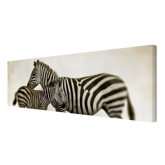 Obrazy zebra Para zebr