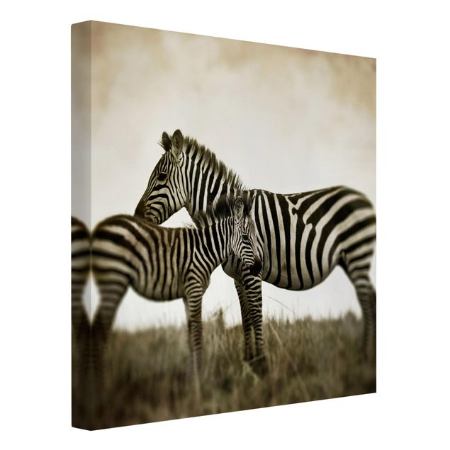 Obrazy ze zwierzętami Para zebr