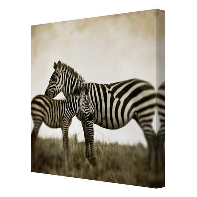 Obrazy zebra Para zebr