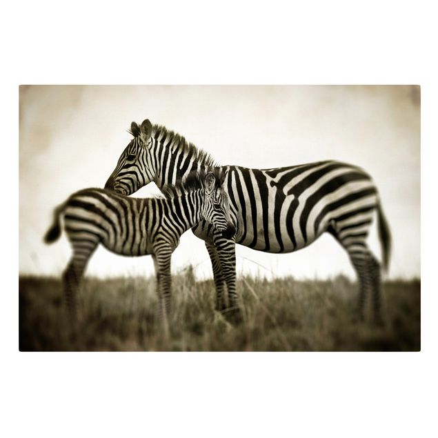 Afryka obrazy Para zebr
