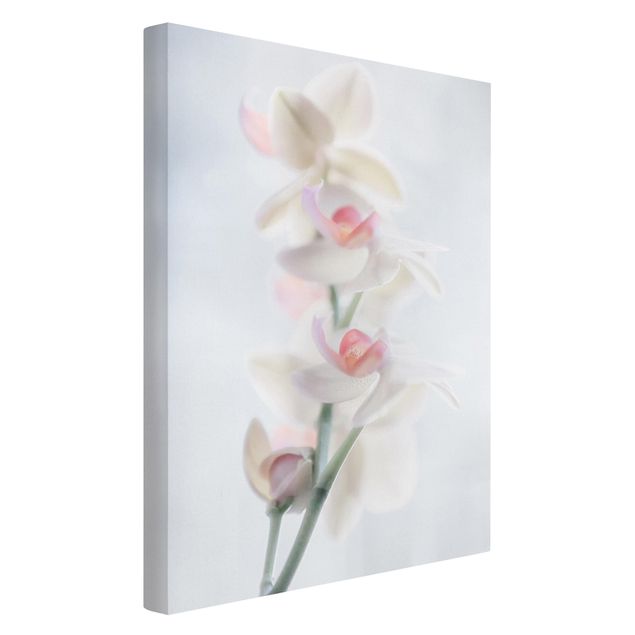 Obrazy na płótnie orchidea Fragile Orchid