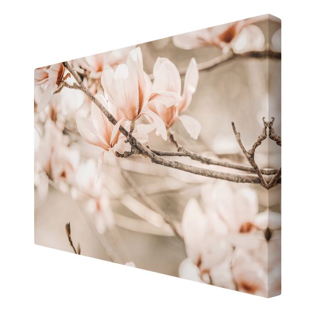 Obraz vintage Gałązki magnolii w stylu vintage