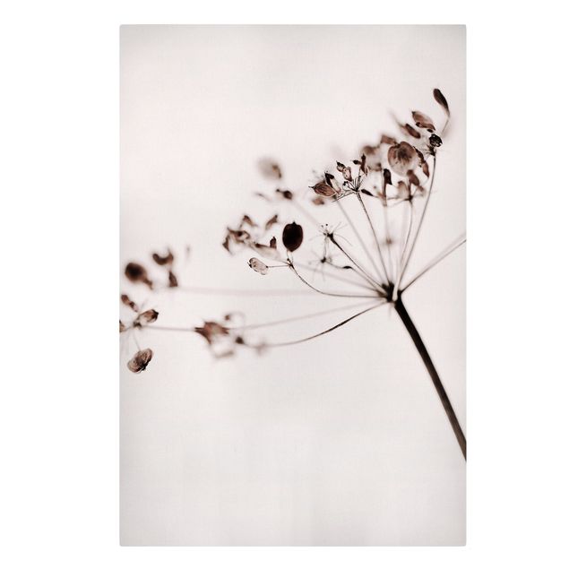 Obrazy na ścianę Makro ujęcie suszonego kwiatu w cieniu