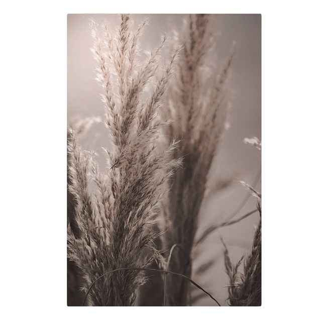 Obrazy z motywem kwiatowym Trawa pampasowa późną jesienią