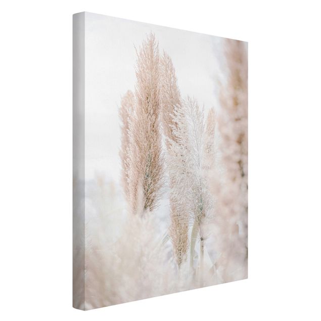 Obrazy motywy kwiatowe Trawa pampasowa w białym świetle
