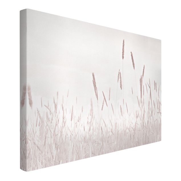 Obrazy z motywem kwiatowym Letnia trawa trzcinnikowa