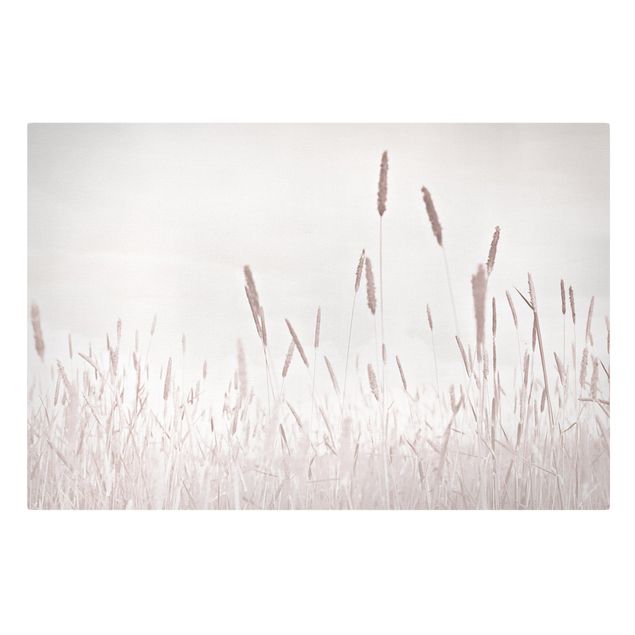 Obrazy na ścianę Letnia trawa trzcinnikowa