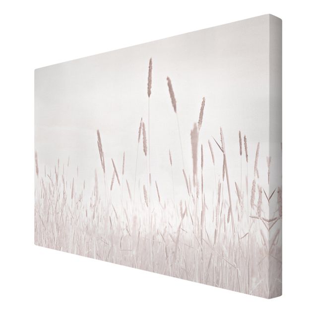 Obrazy drukowane na płótnie Letnia trawa trzcinnikowa