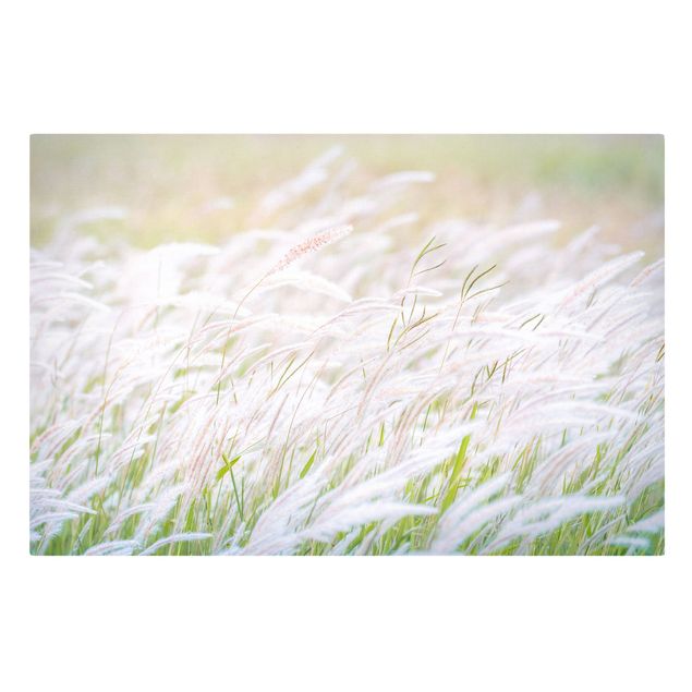 Obrazy Miękkie trawy