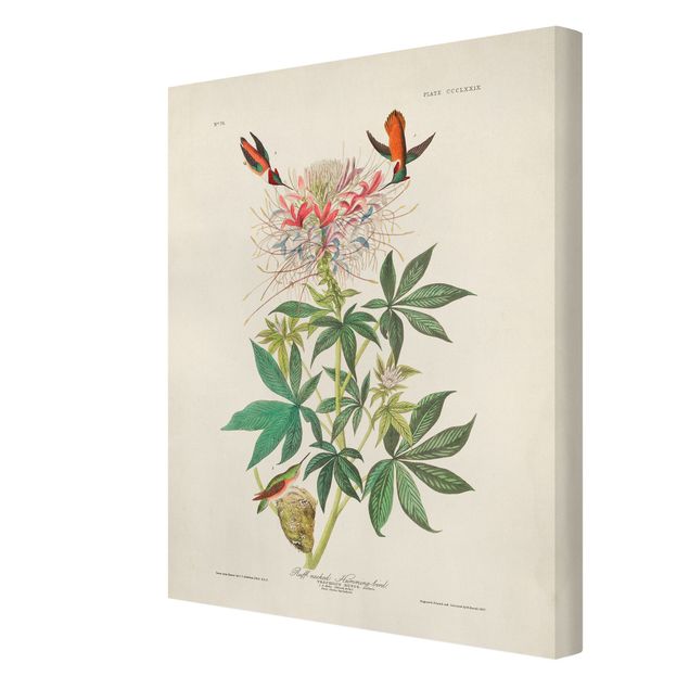Obrazy ptaki na płótnie Tablica edukacyjna w stylu vintage Kolibry Allena