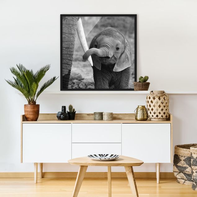 Obrazy w ramie do korytarzu Baby słoń