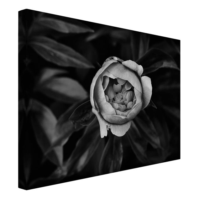 Nowoczesne obrazy Kwiat piwonii na tle liści czarno-biały
