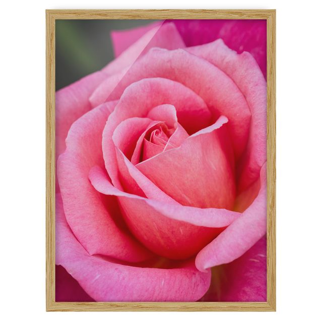 Obrazy w ramie do kuchni Kwiat różowej róży na tle zieleni