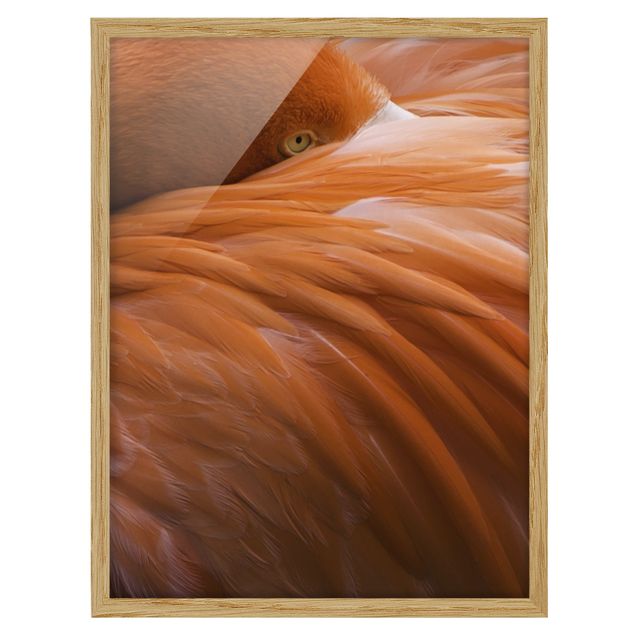 Obrazy w ramie do kuchni Pióra flaminga
