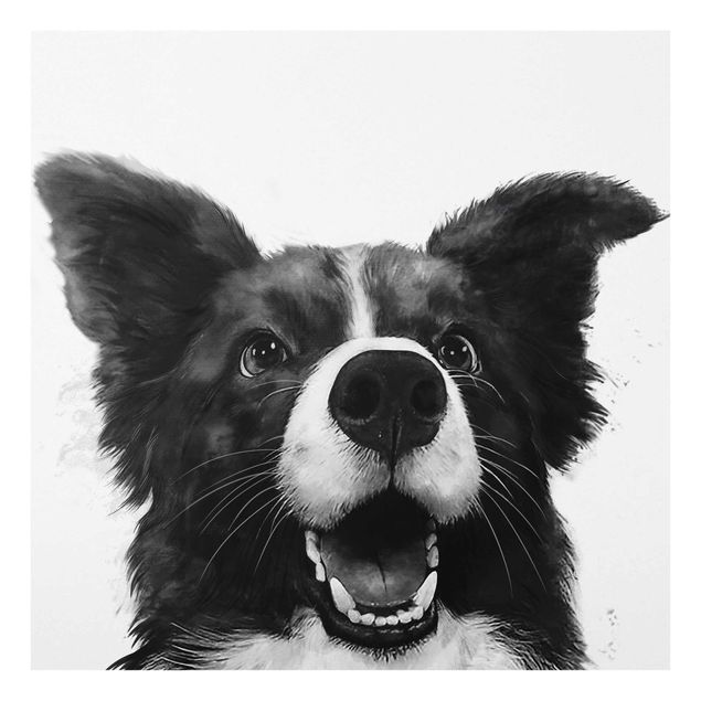 Obrazy na szkle zwierzęta Ilustracja pies Border Collie czarno-biały malarstwo