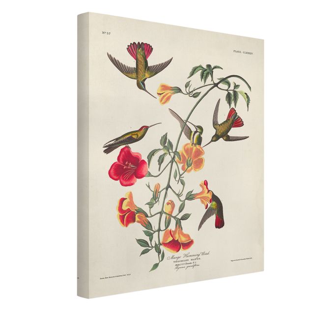 Obrazy vintage Tablica edukacyjna w stylu vintage Kolibry mango