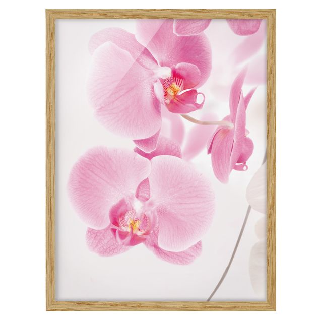 Obrazy w ramie do łazienki Delikatne orchidee
