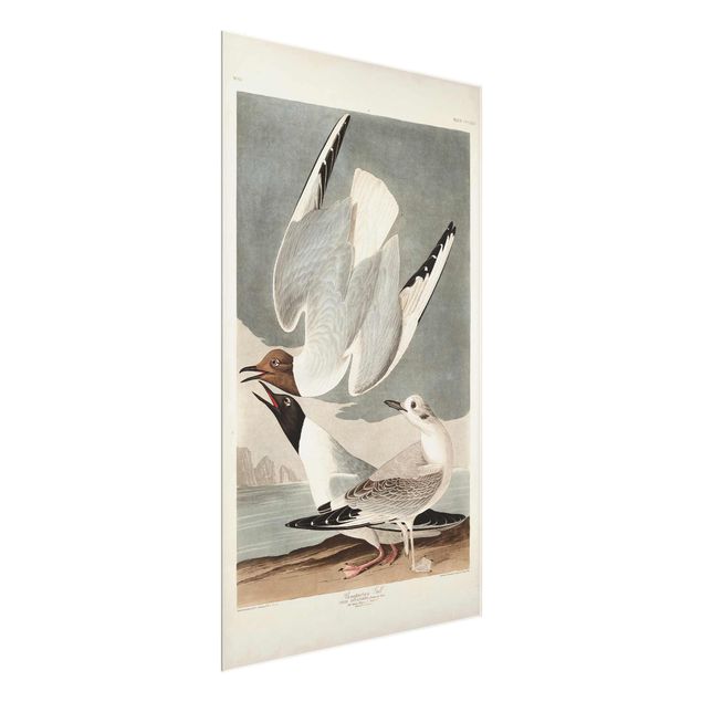 Obrazy na szkle zwierzęta Tablica edukacyjna w stylu vintage Mewa Bonapartego