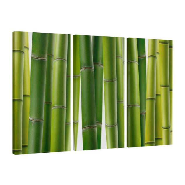 Drzewo obraz Rośliny bambusowe