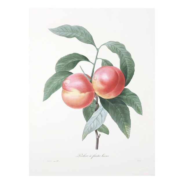 Czerwony obraz Botany Vintage Illustration Peach