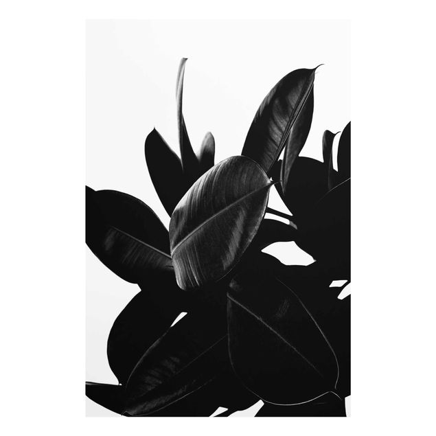 Czarno białe obrazy Rubber Tree Leaves czarno-biały