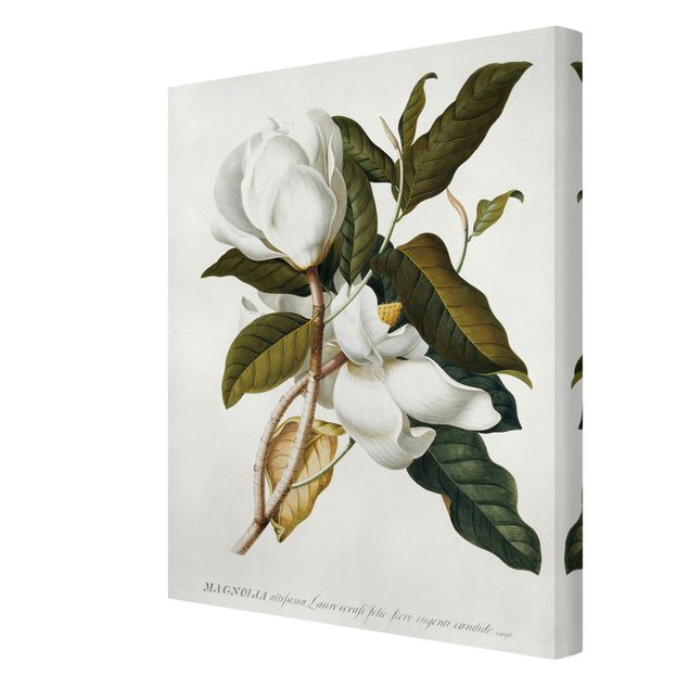 Obrazy Georg Dionysius Ehret - Magnolia