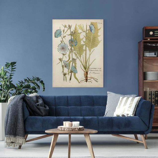 Obrazy do salonu nowoczesne Botanika w stylu vintage z cykorią niebieską