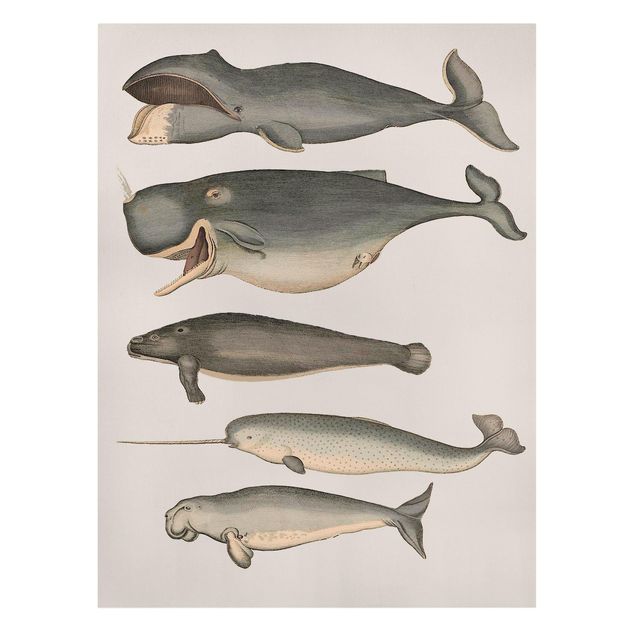 Obraz vintage Pięć wieloryby w stylu vintage