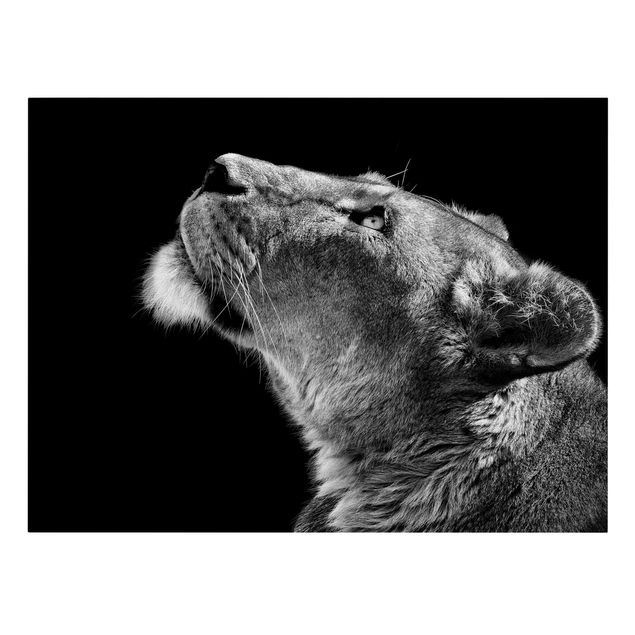 Obraz lwa Portret lwicy