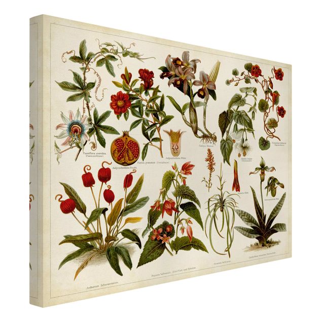 Obrazy retro Tablica edukacyjna w stylu vintage Botanika tropikalna II