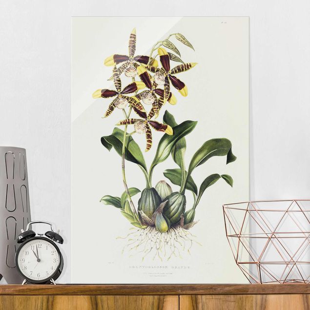 Orchidea obraz Maxim Gauci - Orchid II