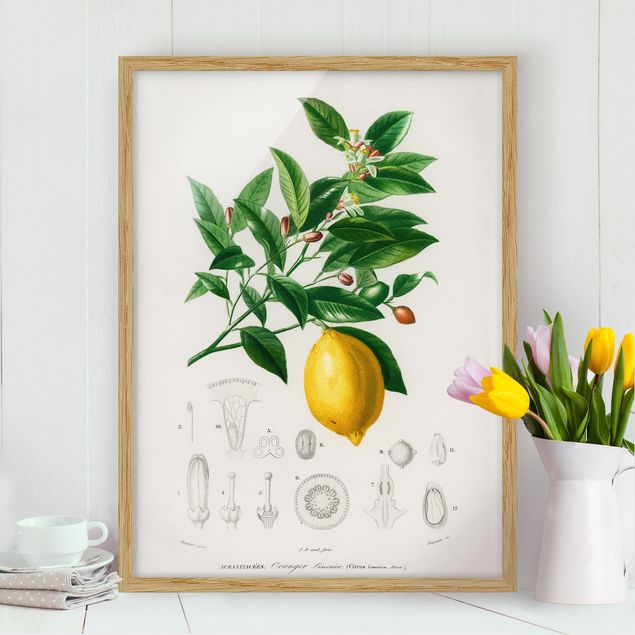 Obrazy owoc Botany Vintage Illustration Lemon
