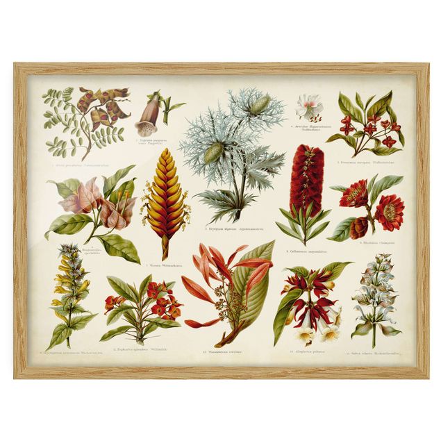 Obrazy w ramie do kuchni Tablica edukacyjna w stylu vintage Botanika tropikalna I
