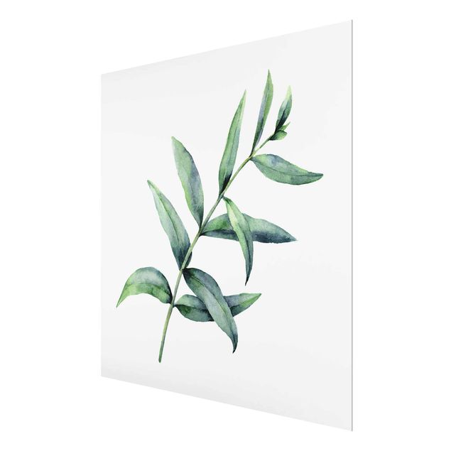 Obrazy motywy kwiatowe Akwarela Eukaliptus I