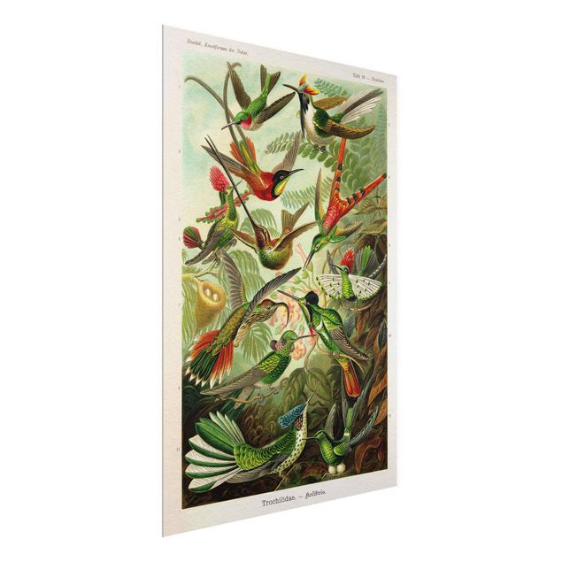 Obrazy ze zwierzętami Tablica edukacyjna w stylu vintage Kolibry
