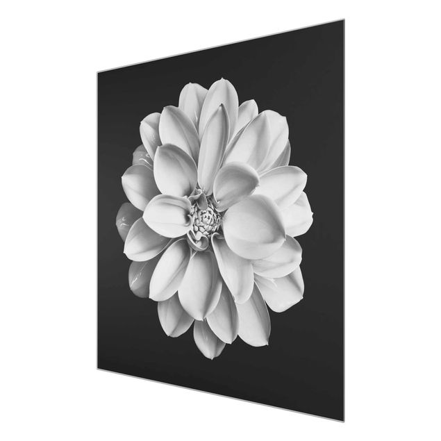 Czarno białe obrazki Dahlia czarno-biały