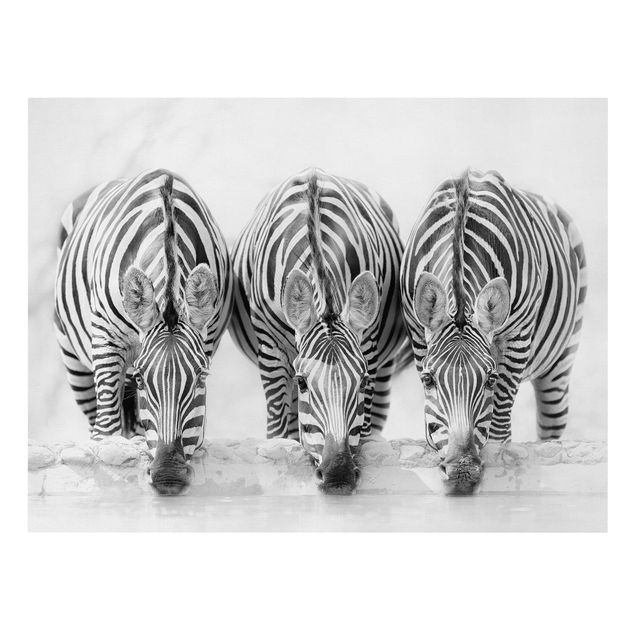 Zebra obraz Zebra Trio czarno-biała
