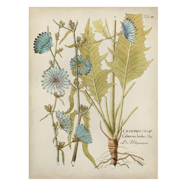 Obraz z niebieskim Botanika w stylu vintage z cykorią niebieską
