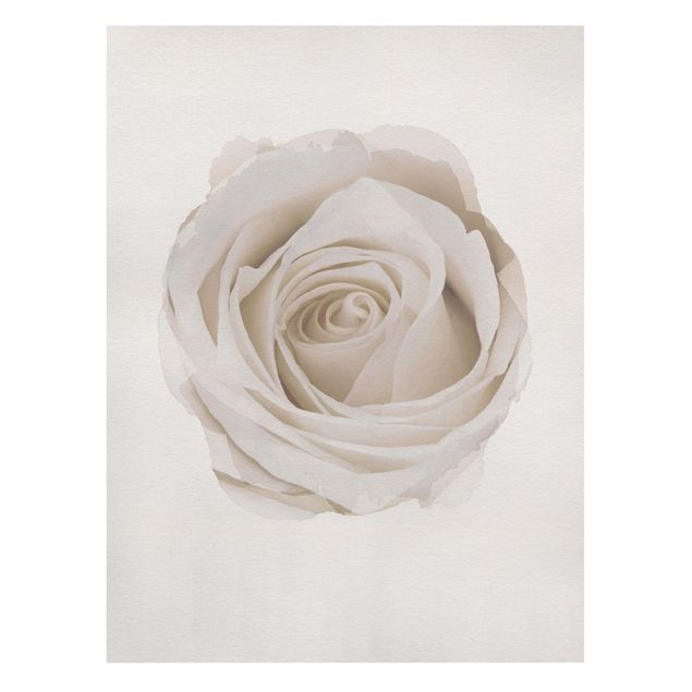 Obrazy z motywem kwiatowym Akwarele - Piękna biała róża