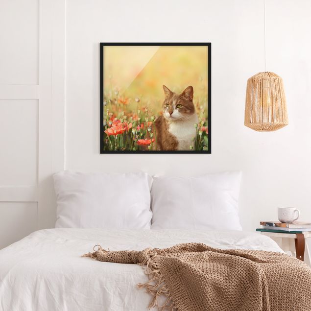 Obrazy w ramie do korytarzu Kot w makowym polu