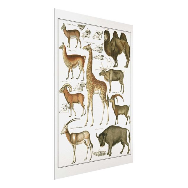 Obrazy na szkle zwierzęta Tablica edukacyjna w stylu vintage Żyrafa, wielbłąd i lama