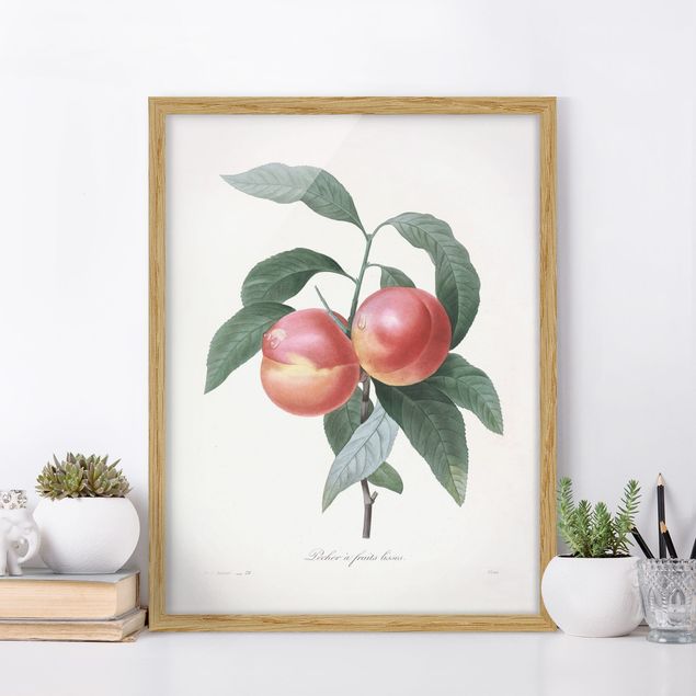 Obrazy z owocami Botany Vintage Illustration Peach