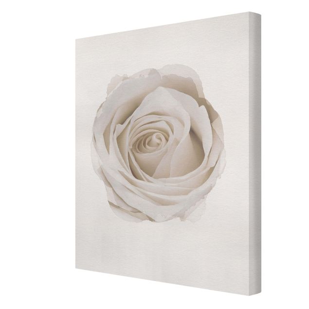 Obrazy na ścianę Akwarele - Piękna biała róża