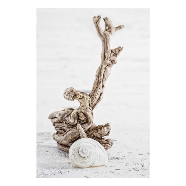 Obrazy nowoczesne Biała skorupa ślimaka i drewno korzeniowe