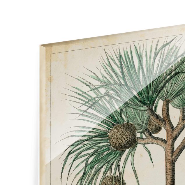 Zielony obraz Tablica edukacyjna w stylu vintage Palmy egzotyczne I