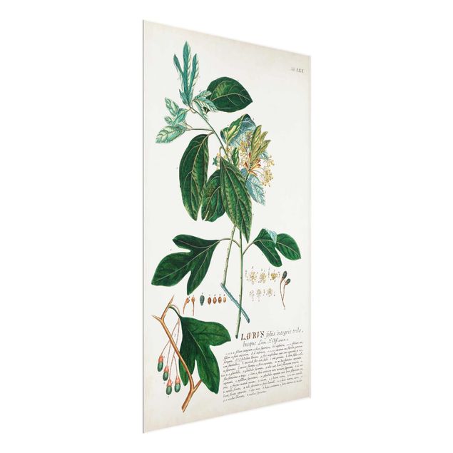 Zielony obraz Vintage Botanika Ilustracja Laurel
