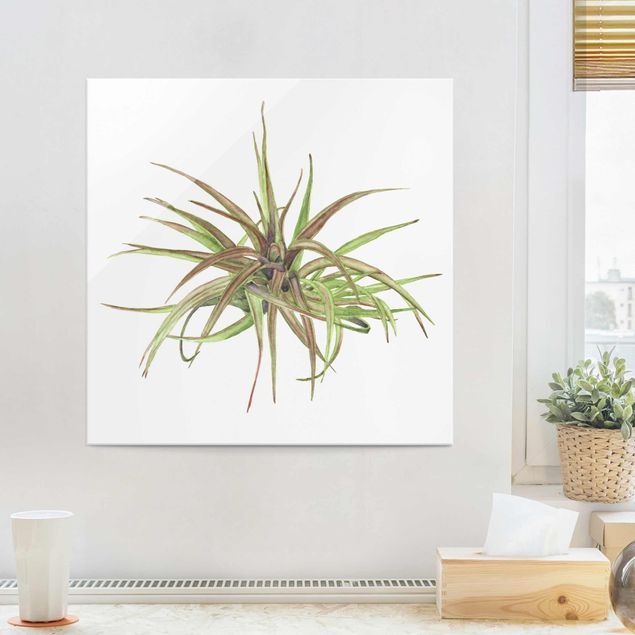Obrazy na szkle kwadrat Akwarela z roślinami powietrznymi II